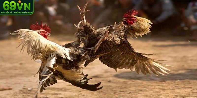 5 bước tham gia cá cược tại nhà cái