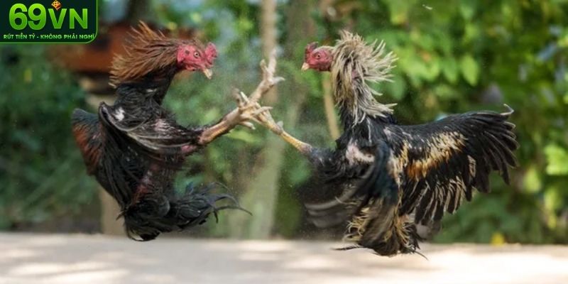 Bí quyết để thành công trong đá gà cựa sắt