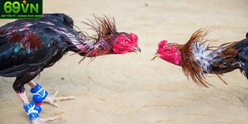 Đa dạng lựa chọn cá cược gà cựa sắt