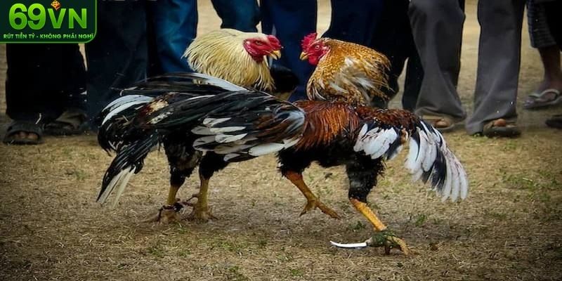 Đá gà cựa dao là gì?