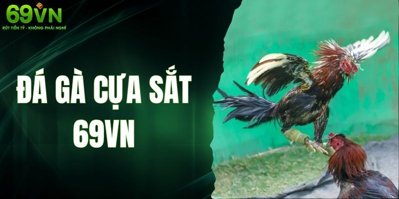 Đá Gà Cựa Sắt 69VN – Sân Đẳng Cấp Dành Cho Người Đam Mê 