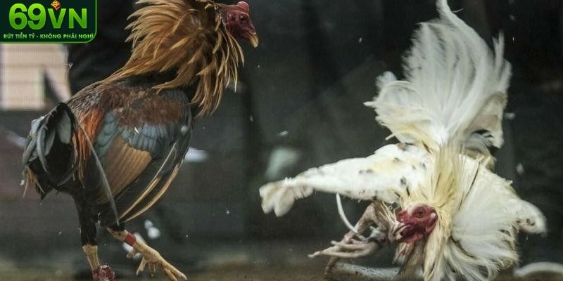 Quy định về cách tổ chức mà anh em cần nắm