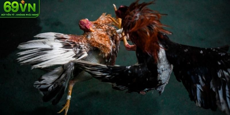 Tìm hiểu cụ thể bộ môn đá gà cựa sắt