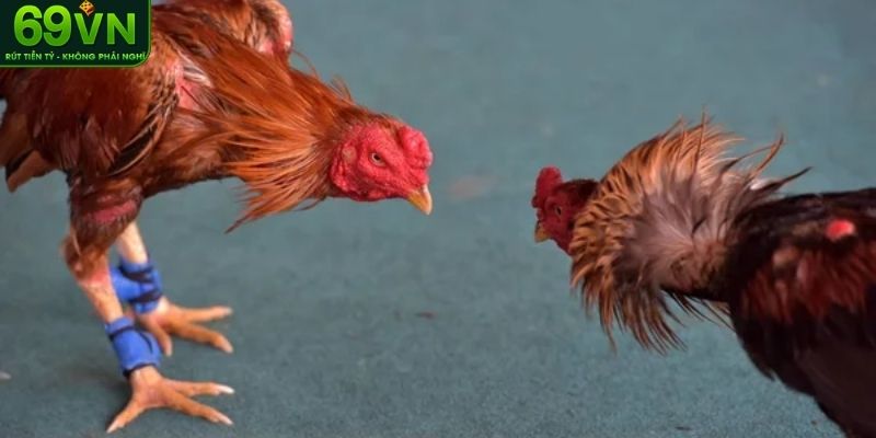 Trọng lượng gà đá yếu tố công bằng trong mỗi trận đấu
